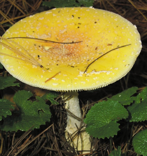 Amanita Muscaria Mushroom 