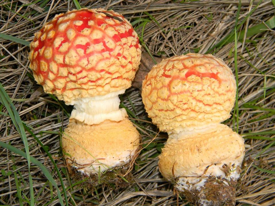 Amanita muscaria | Mushroom