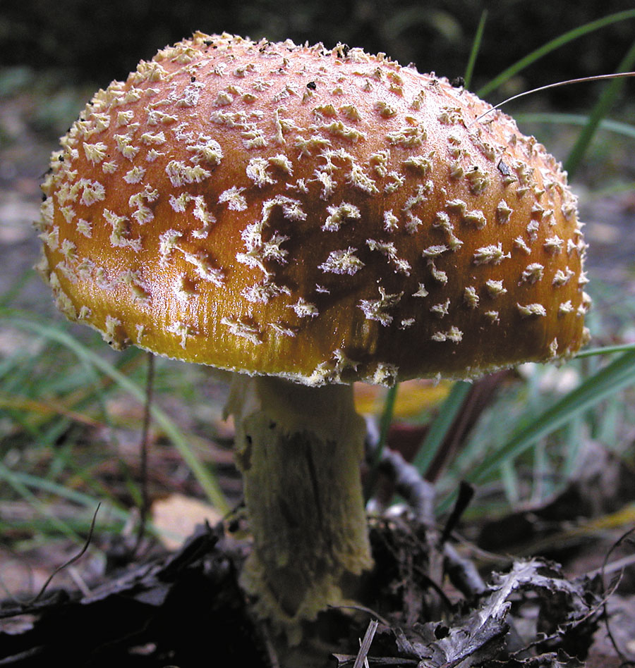 Amanita regalis poisonings | Mushroom