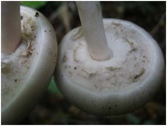Partial Veils Mushroom